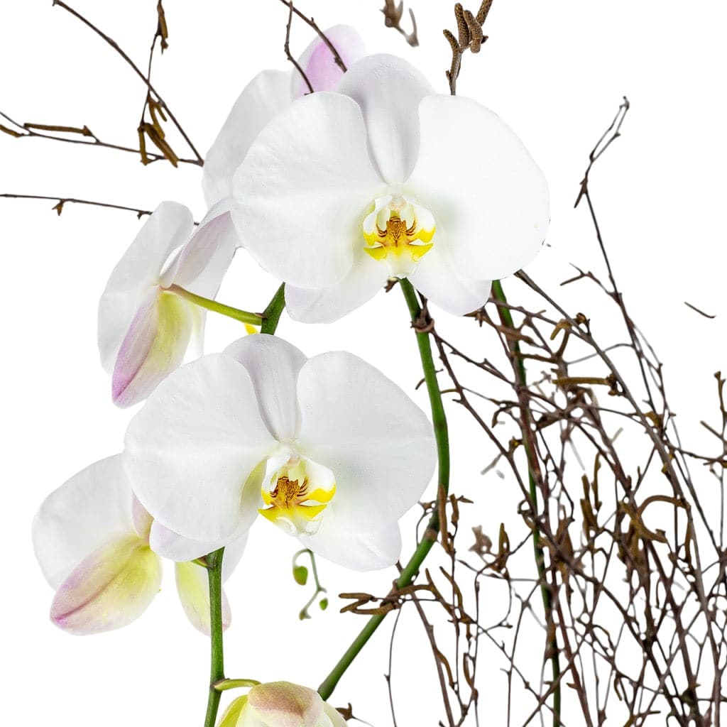 Simply Stunning Deluxe Orchid Planting - Green Fresh Florals + Plants