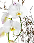 Simply Stunning Deluxe Orchid Planting - Green Fresh Florals + Plants