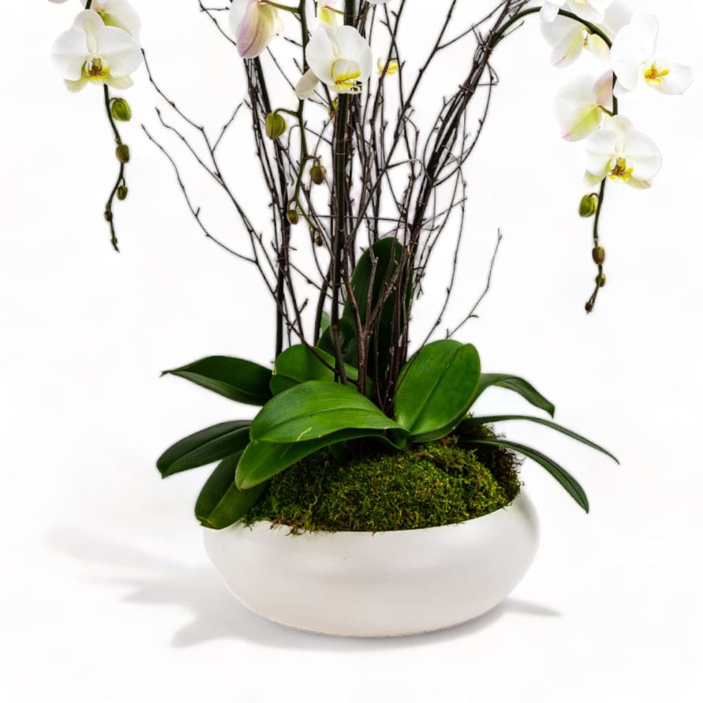 Simply Stunning Deluxe Orchid Planting - Green Fresh Florals + Plants