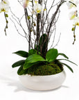 Simply Stunning Deluxe Orchid Planting - Green Fresh Florals + Plants