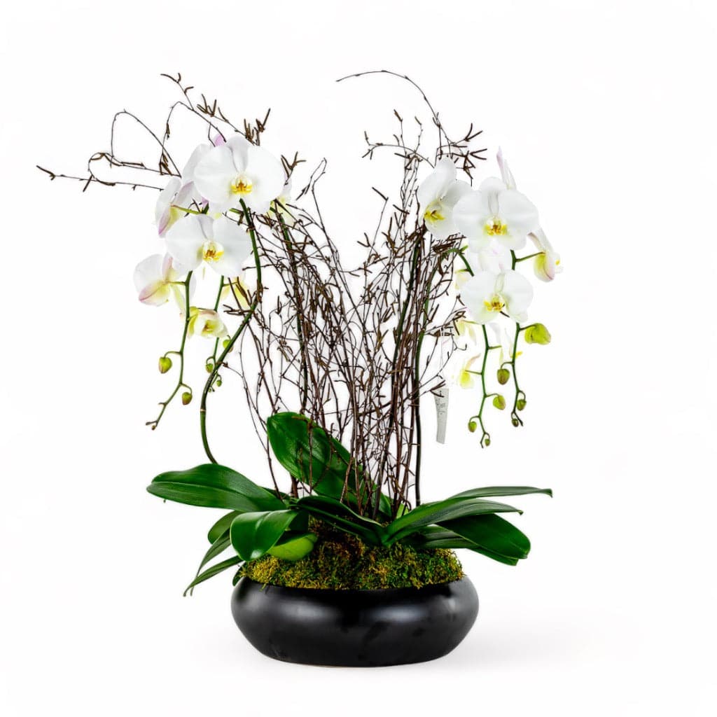 Simply Stunning Deluxe Orchid Planting - Green Fresh Florals + Plants