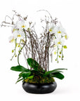 Simply Stunning Deluxe Orchid Planting - Green Fresh Florals + Plants