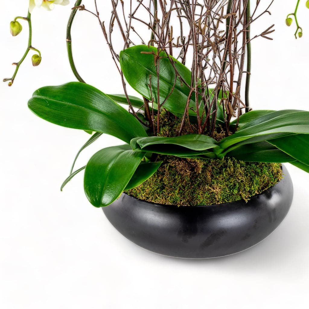 Simply Stunning Deluxe Orchid Planting - Green Fresh Florals + Plants