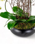 Simply Stunning Deluxe Orchid Planting - Green Fresh Florals + Plants