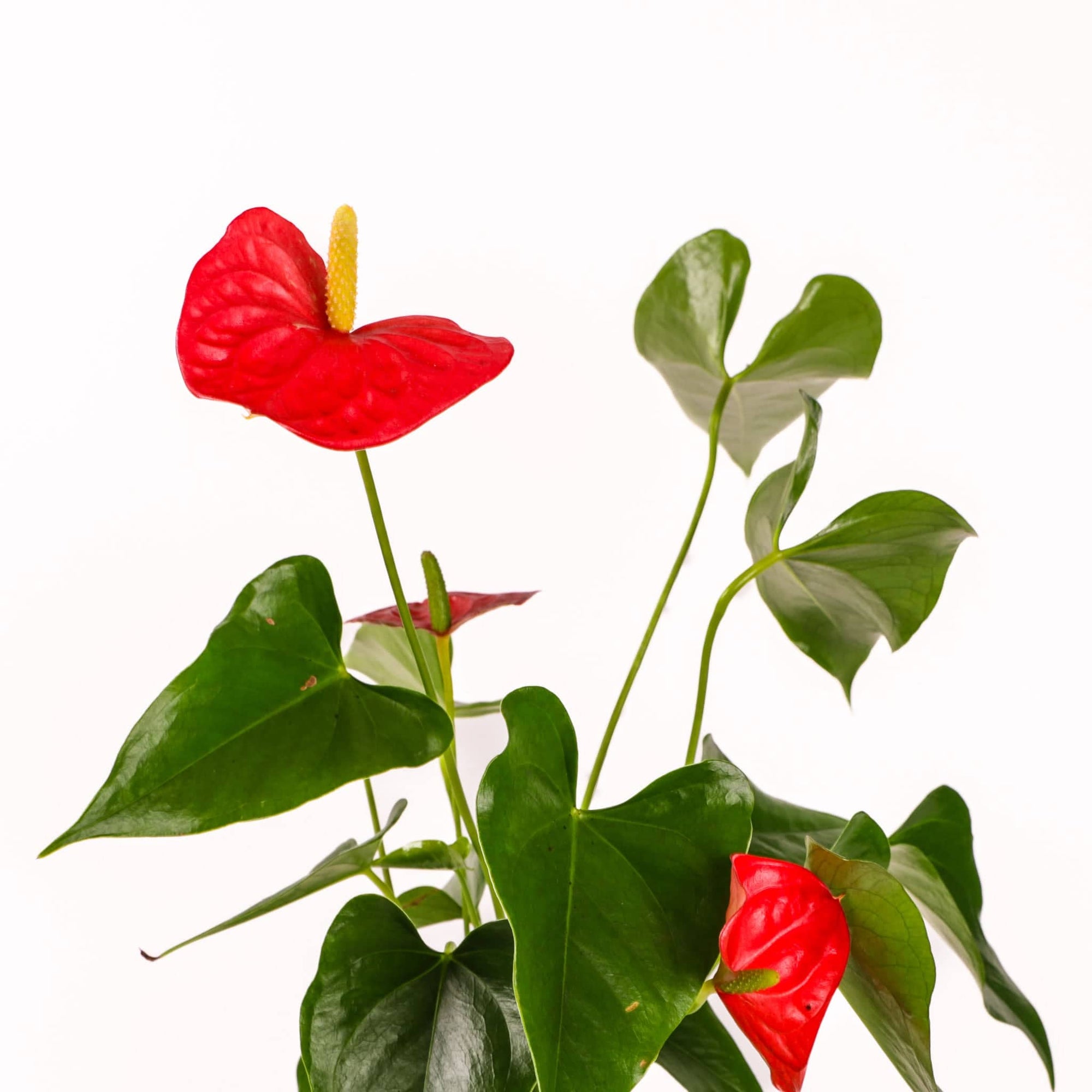 Small Gemstone Potted Anthurium - Green Fresh Florals + Plants