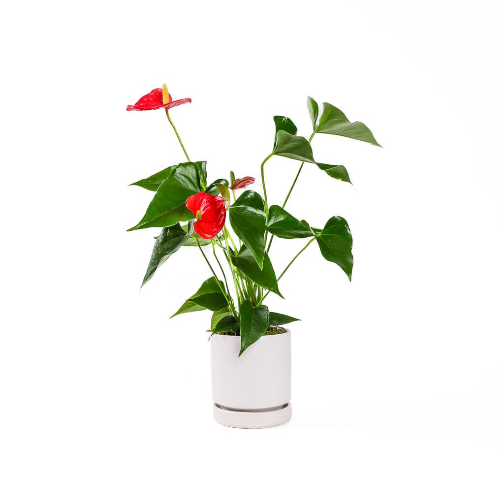 Small Gemstone Potted Anthurium - Green Fresh Florals + Plants