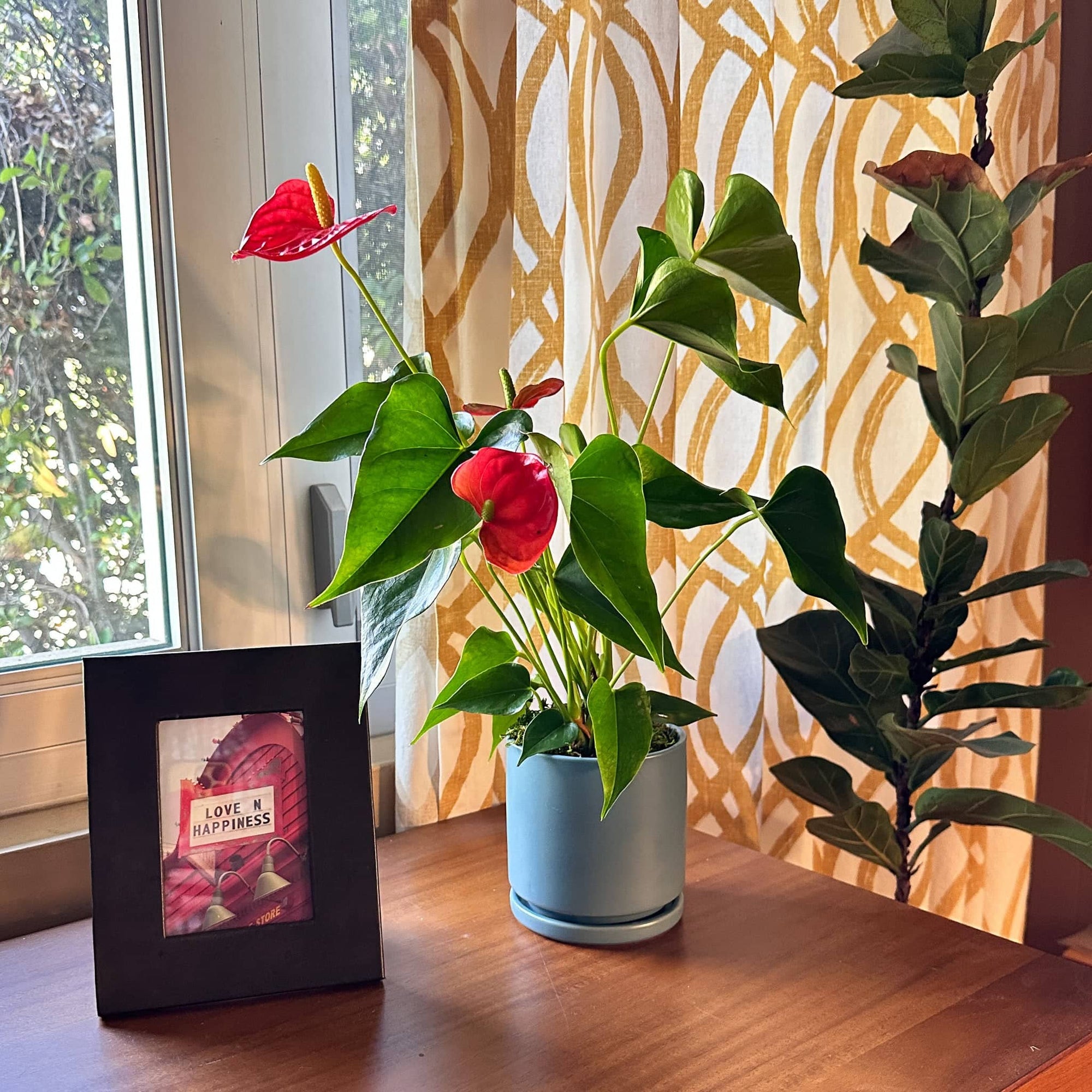 Small Gemstone Potted Anthurium - Green Fresh Florals + Plants