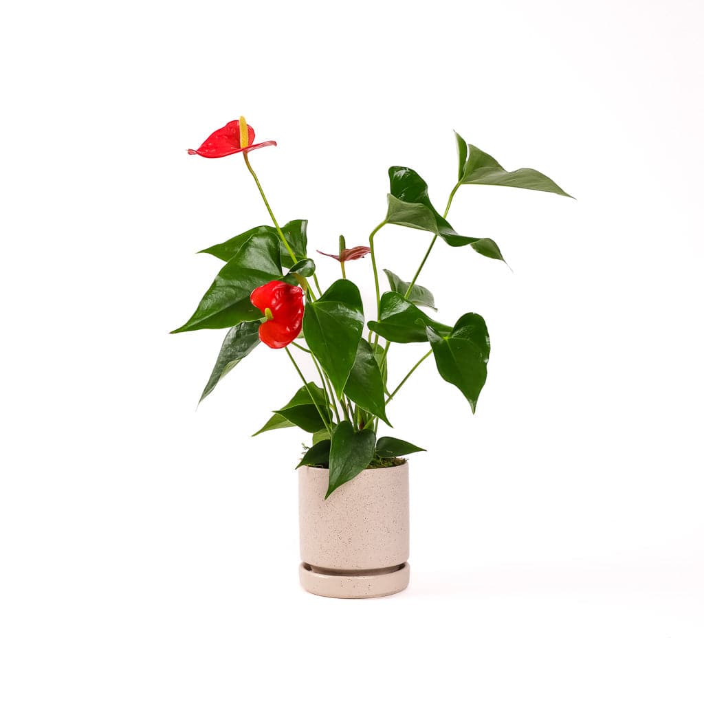 Small Gemstone Potted Anthurium - Green Fresh Florals + Plants