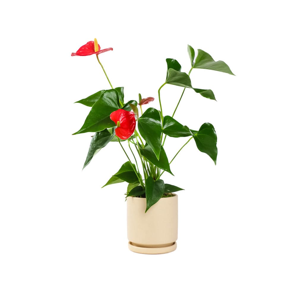 Small Gemstone Potted Anthurium - Green Fresh Florals + Plants