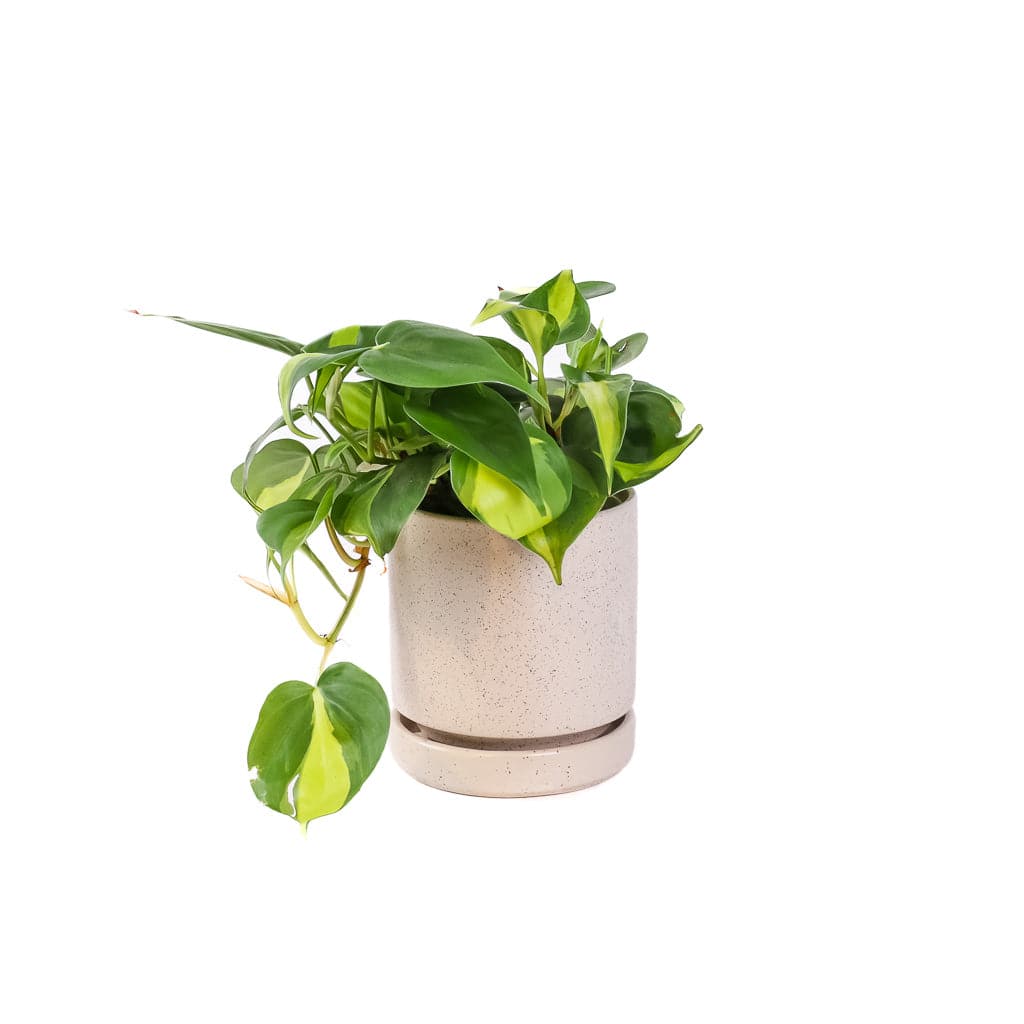 Small Gemstone Potted Brasil Philodendron - Green Fresh Florals + Plants