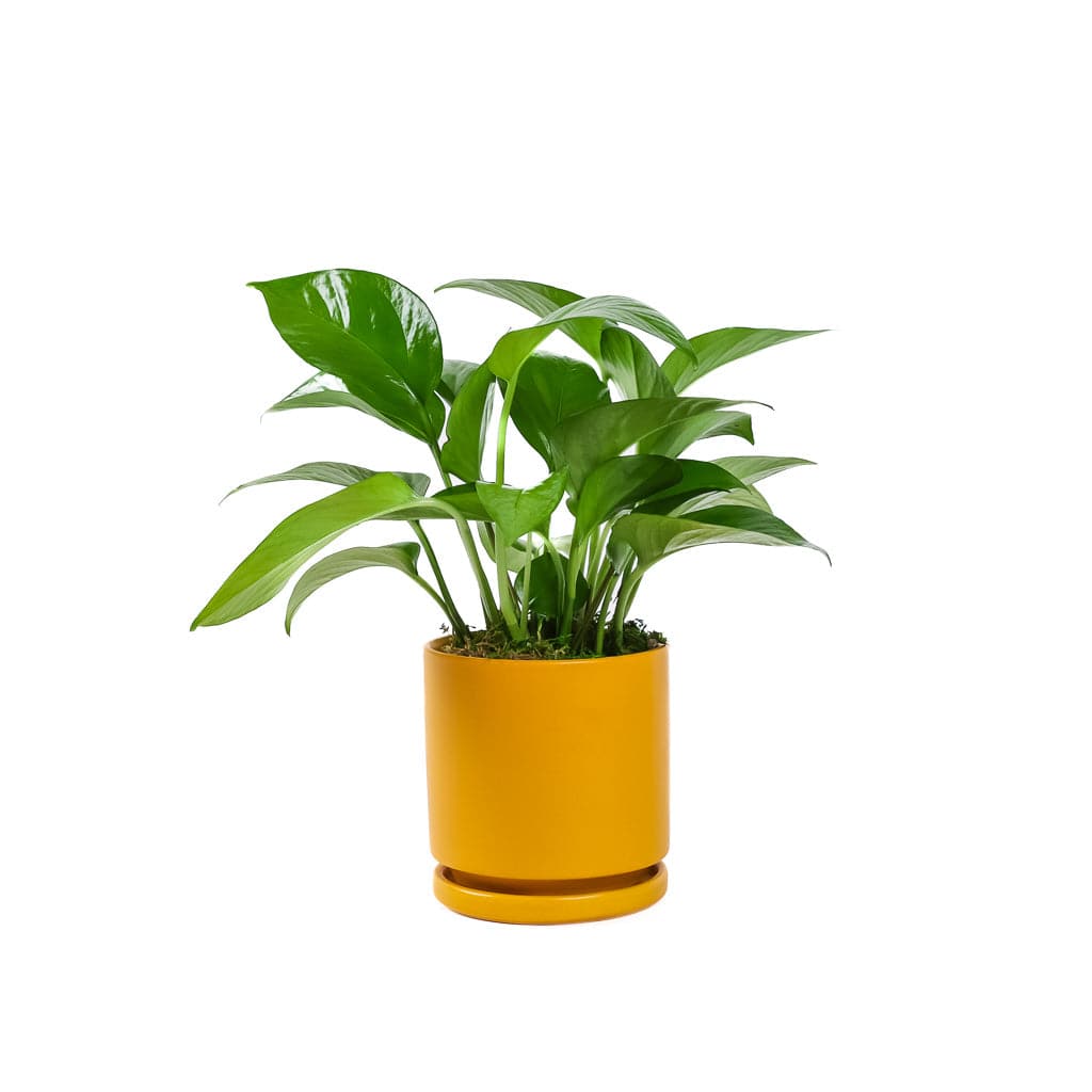 Small Gemstone Potted Golden Pothos - Green Fresh Florals + Plants