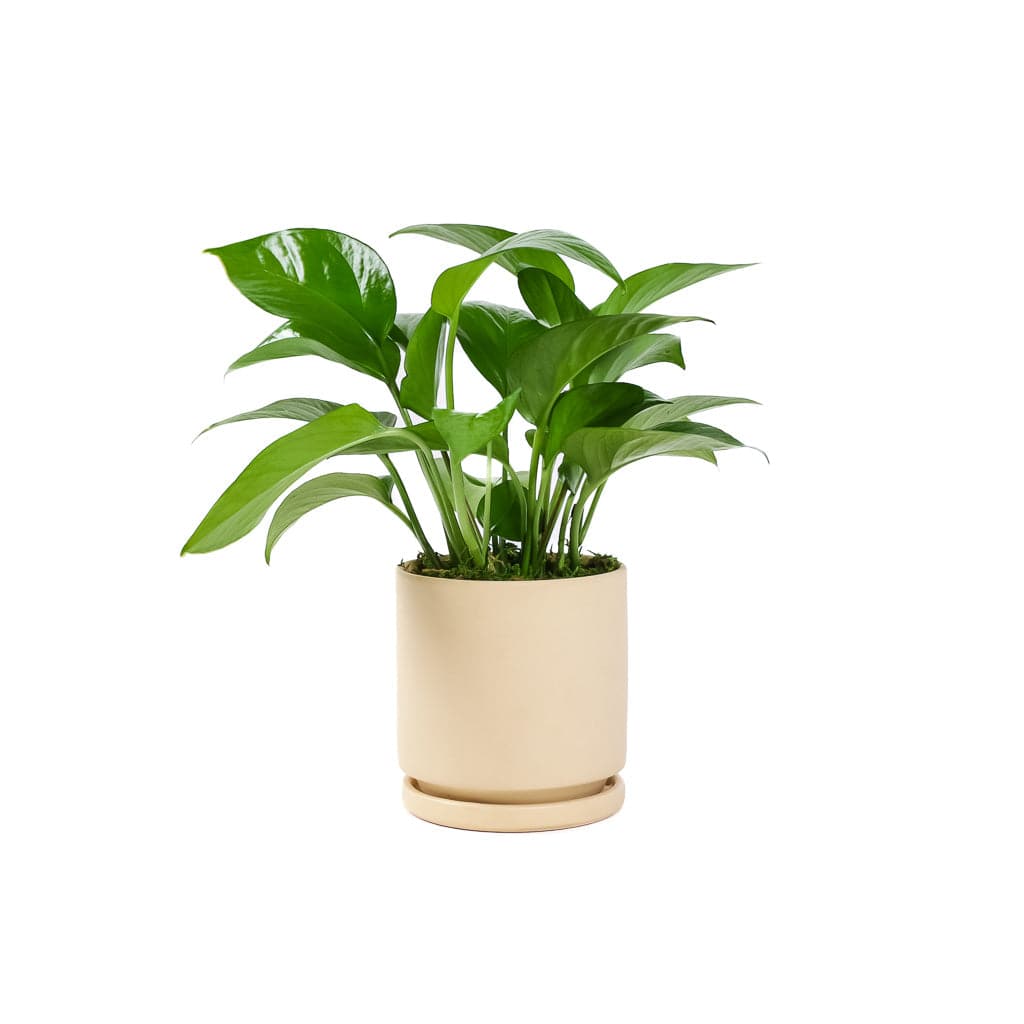 Small Gemstone Potted Golden Pothos - Green Fresh Florals + Plants