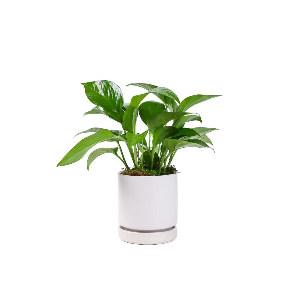 Small Gemstone Potted Golden Pothos - Green Fresh Florals + Plants