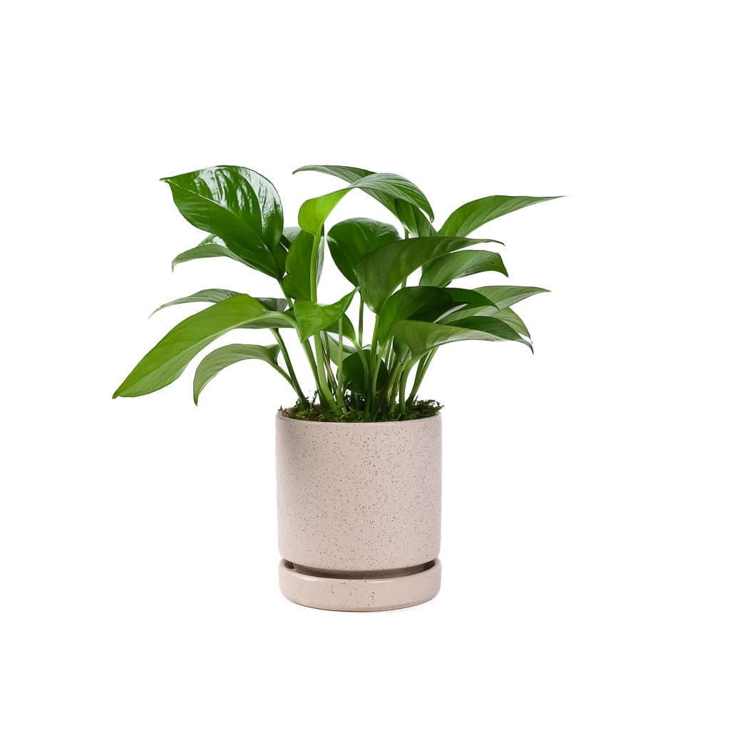 Small Gemstone Potted Golden Pothos - Green Fresh Florals + Plants