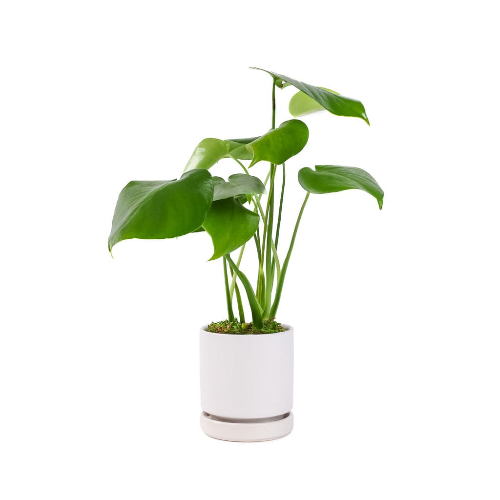 Small Gemstone Potted Monstera Deliciosa - Green Fresh Florals + Plants