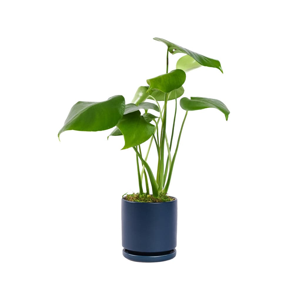 Small Gemstone Potted Monstera Deliciosa - Green Fresh Florals + Plants