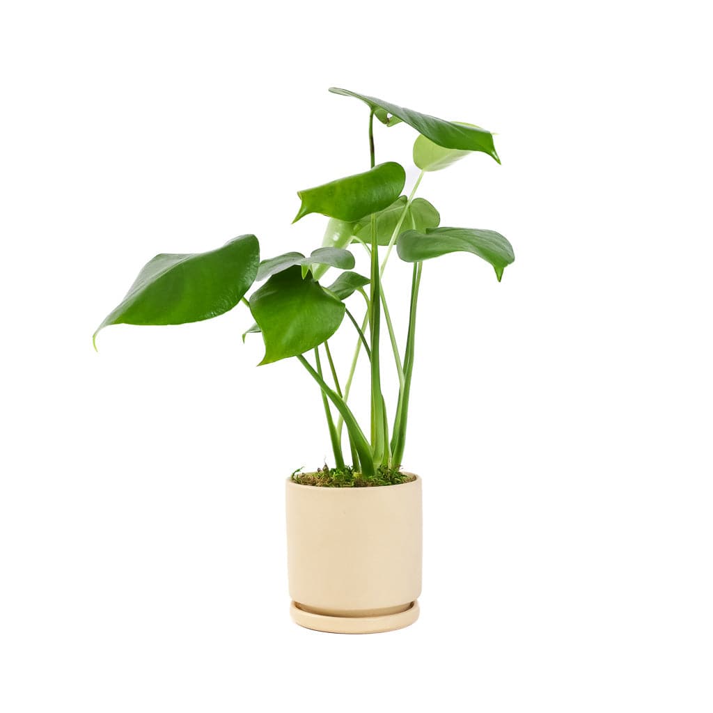 Small Gemstone Potted Monstera Deliciosa - Green Fresh Florals + Plants