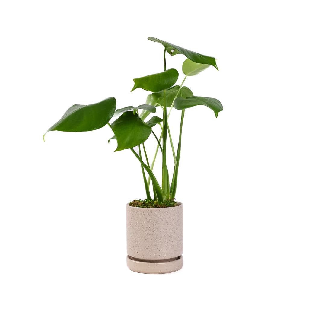 Small Gemstone Potted Monstera Deliciosa - Green Fresh Florals + Plants