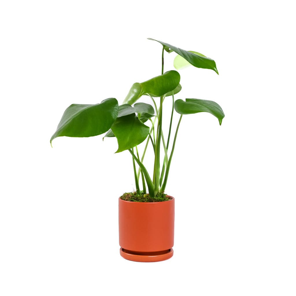 Small Gemstone Potted Monstera Deliciosa - Green Fresh Florals + Plants