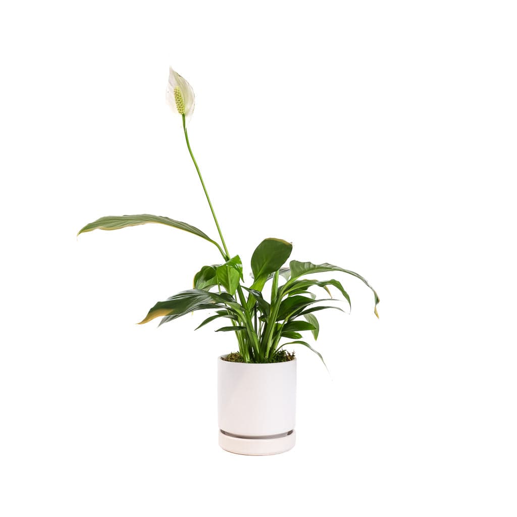 Small Gemstone Potted Peace Lily - Green Fresh Florals + Plants