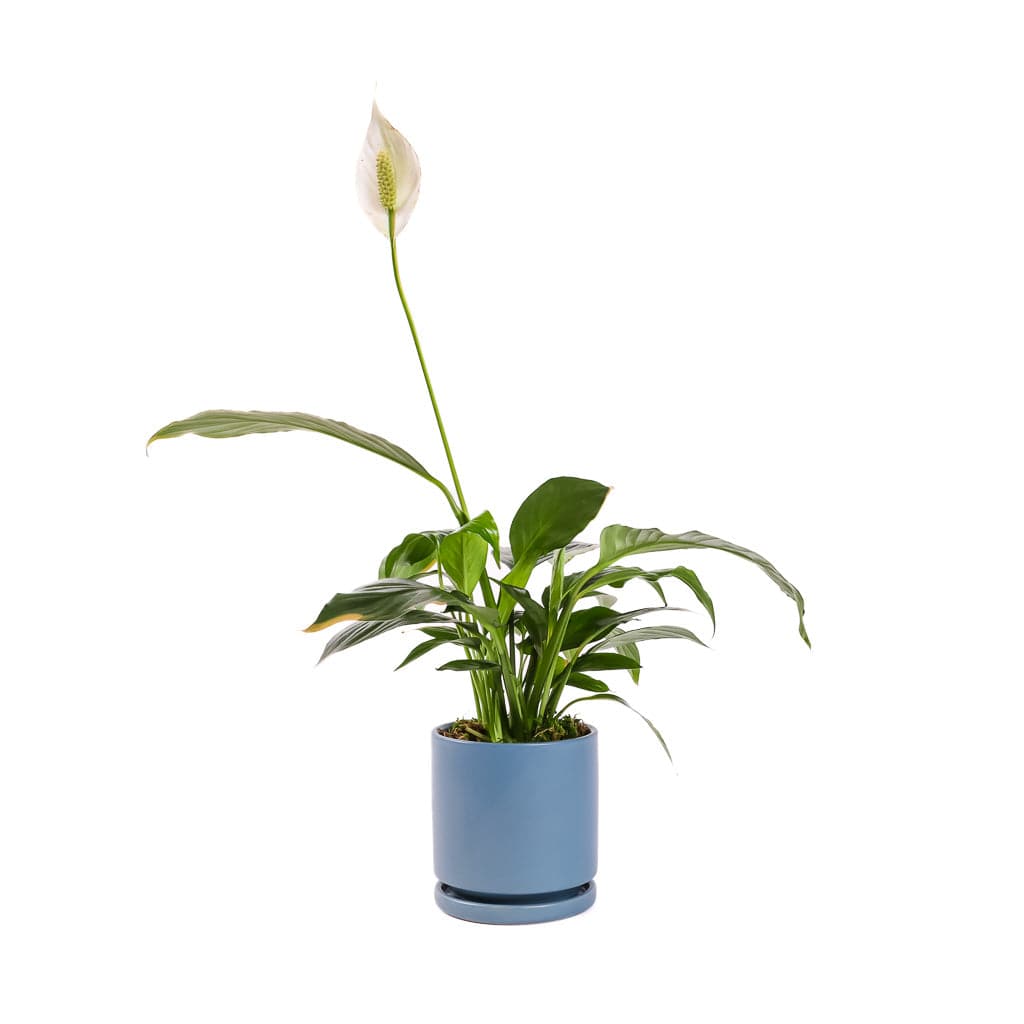 Small Gemstone Potted Peace Lily - Green Fresh Florals + Plants