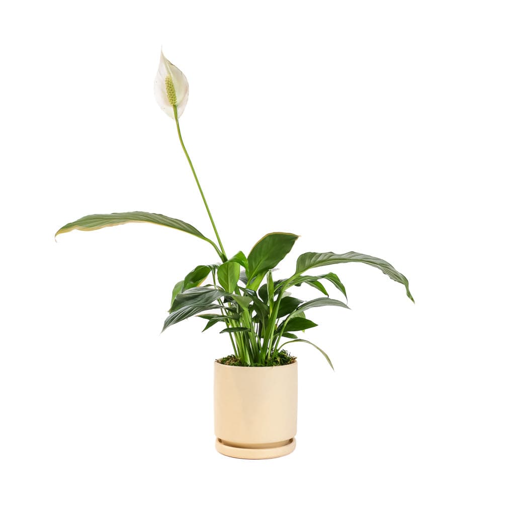 Small Gemstone Potted Peace Lily - Green Fresh Florals + Plants