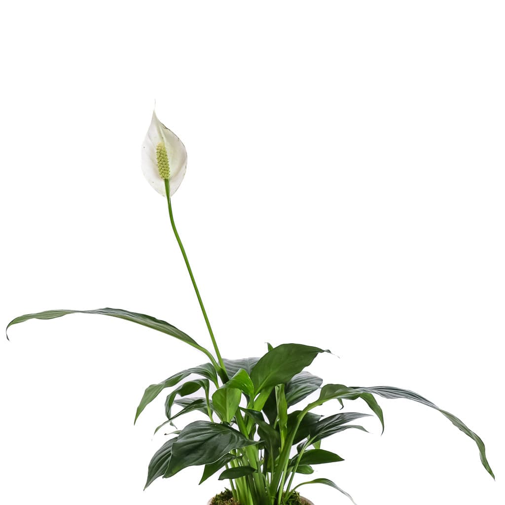 Small Gemstone Potted Peace Lily - Green Fresh Florals + Plants