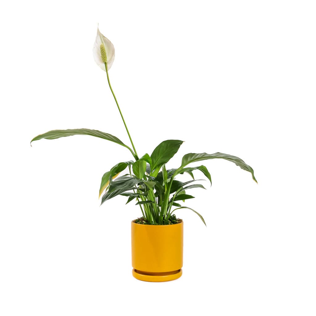 Small Gemstone Potted Peace Lily - Green Fresh Florals + Plants