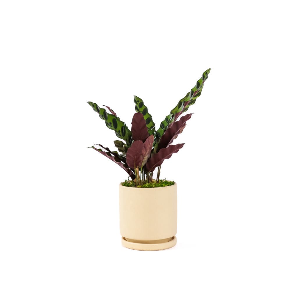 Small Gemstone Potted Rattlesnake Calathea - Green Fresh Florals + Plants