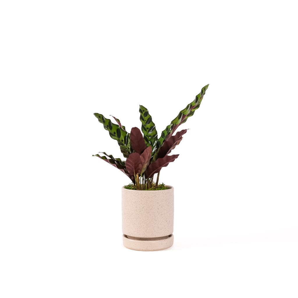 Small Gemstone Potted Rattlesnake Calathea - Green Fresh Florals + Plants