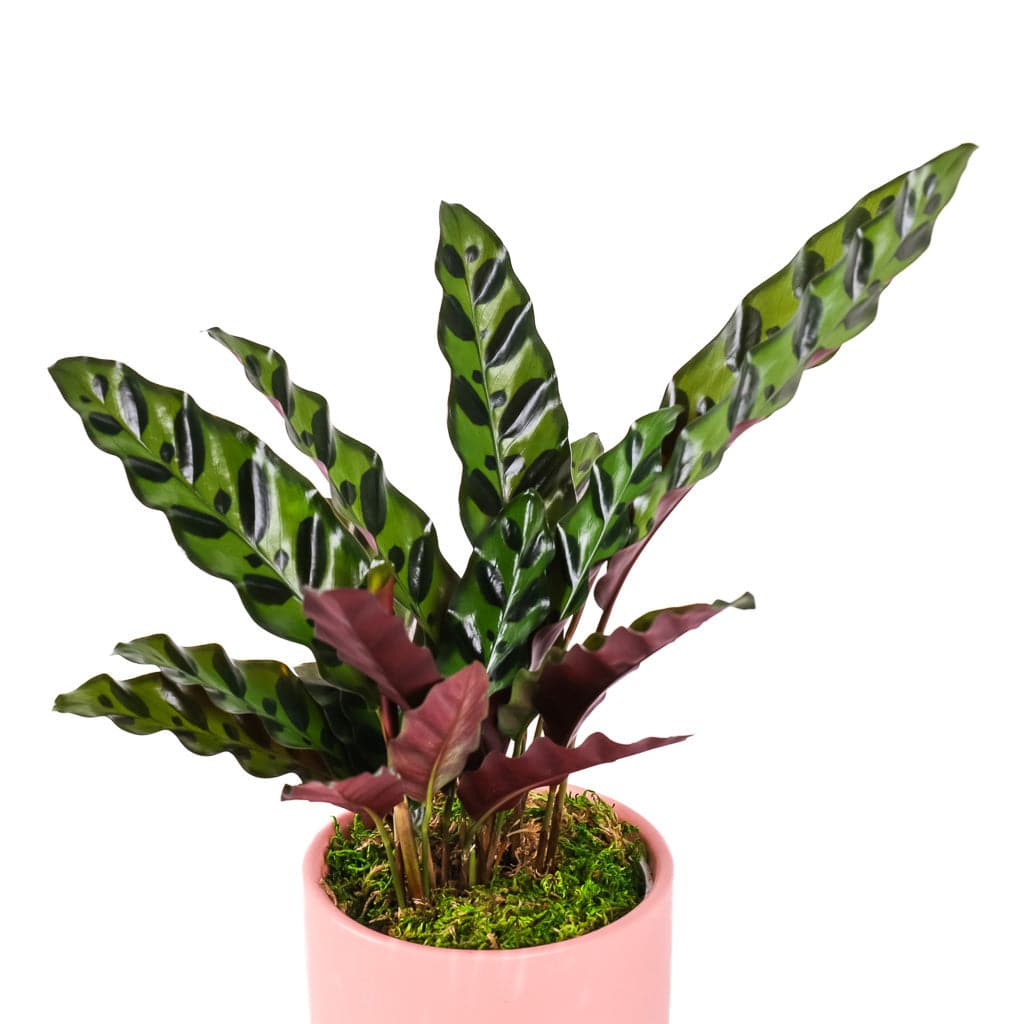 Small Gemstone Potted Rattlesnake Calathea - Green Fresh Florals + Plants