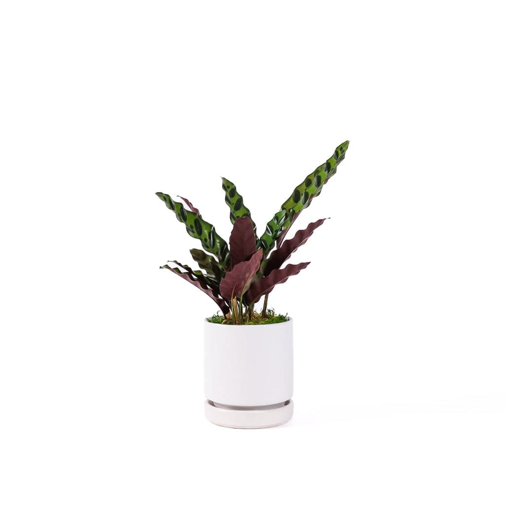 Small Gemstone Potted Rattlesnake Calathea - Green Fresh Florals + Plants