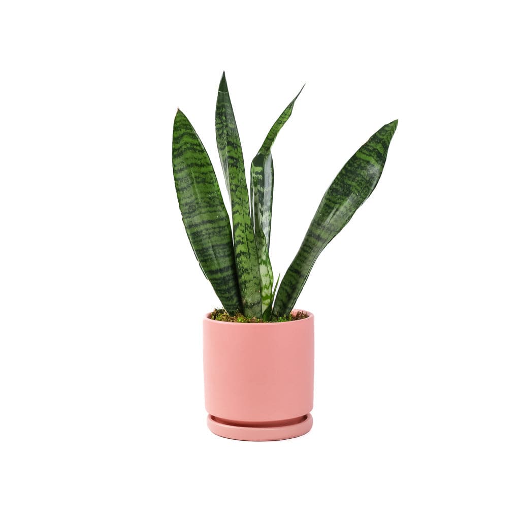 Small Gemstone Potted Snake Plant - Green Fresh Florals + Plants