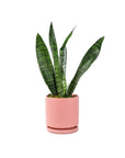 Small Gemstone Potted Snake Plant - Green Fresh Florals + Plants