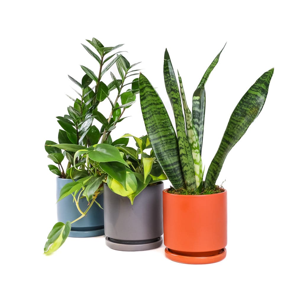 Small Gemstone Potted Snake Plant - Green Fresh Florals + Plants