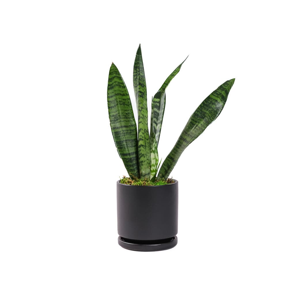 Small Gemstone Potted Snake Plant - Green Fresh Florals + Plants