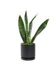 Small Gemstone Potted Snake Plant - Green Fresh Florals + Plants