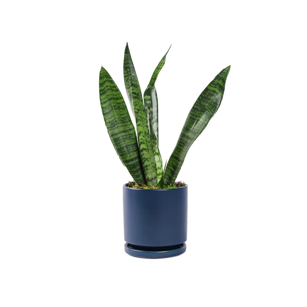 Small Gemstone Potted Snake Plant - Green Fresh Florals + Plants