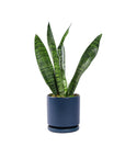 Small Gemstone Potted Snake Plant - Green Fresh Florals + Plants