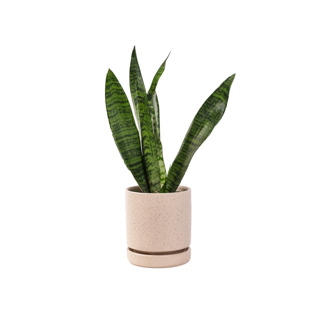 Small Gemstone Potted Snake Plant - Green Fresh Florals + Plants