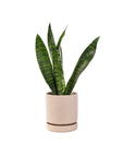 Small Gemstone Potted Snake Plant - Green Fresh Florals + Plants