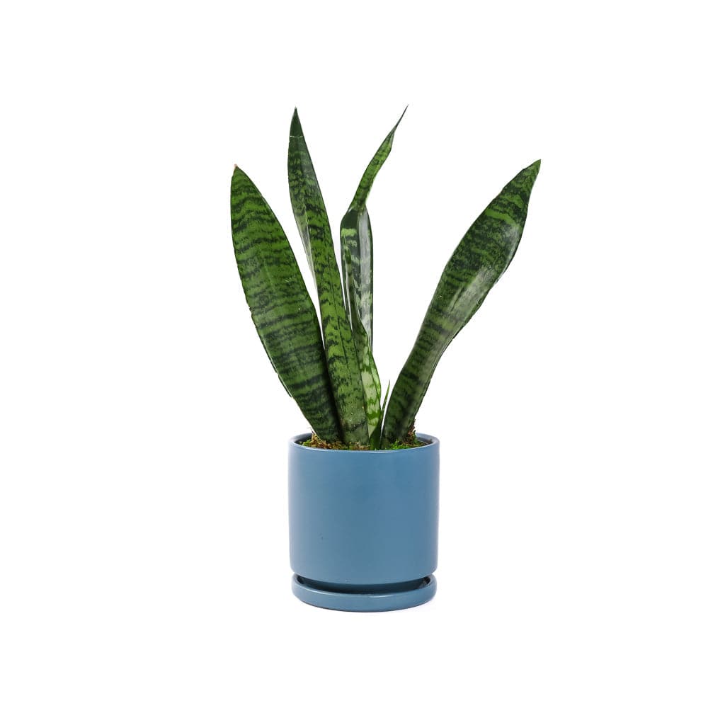 Small Gemstone Potted Snake Plant - Green Fresh Florals + Plants