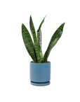 Small Gemstone Potted Snake Plant - Green Fresh Florals + Plants