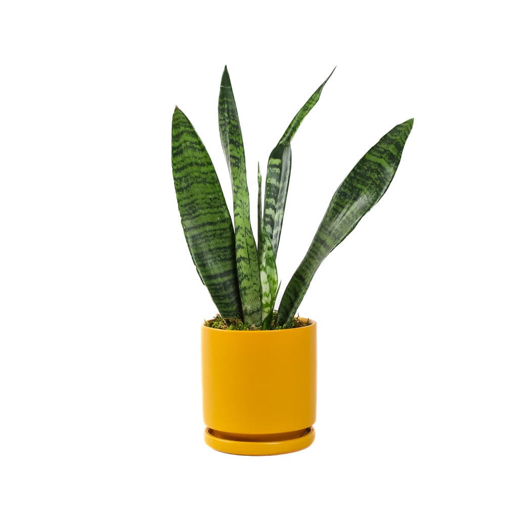 Small Gemstone Potted Snake Plant - Green Fresh Florals + Plants