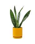 Small Gemstone Potted Snake Plant - Green Fresh Florals + Plants