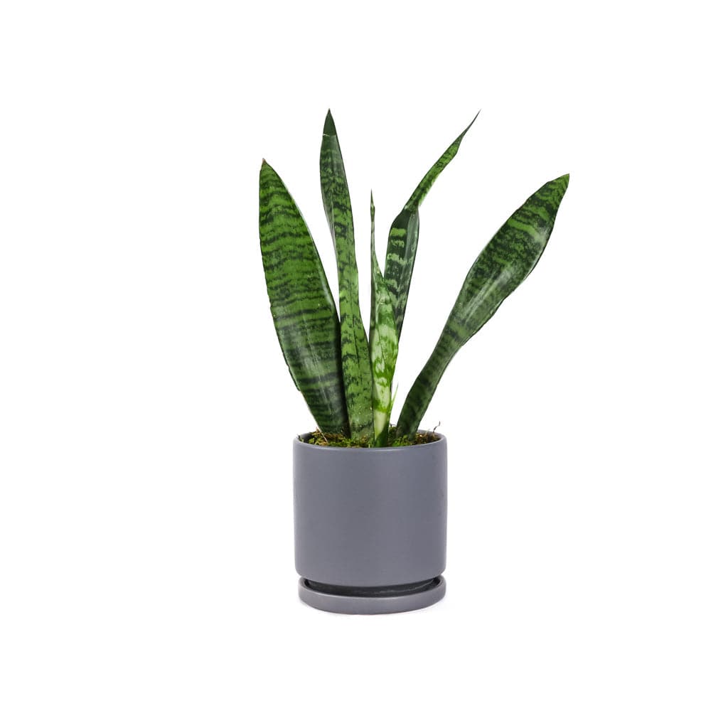 Small Gemstone Potted Snake Plant - Green Fresh Florals + Plants