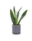 Small Gemstone Potted Snake Plant - Green Fresh Florals + Plants