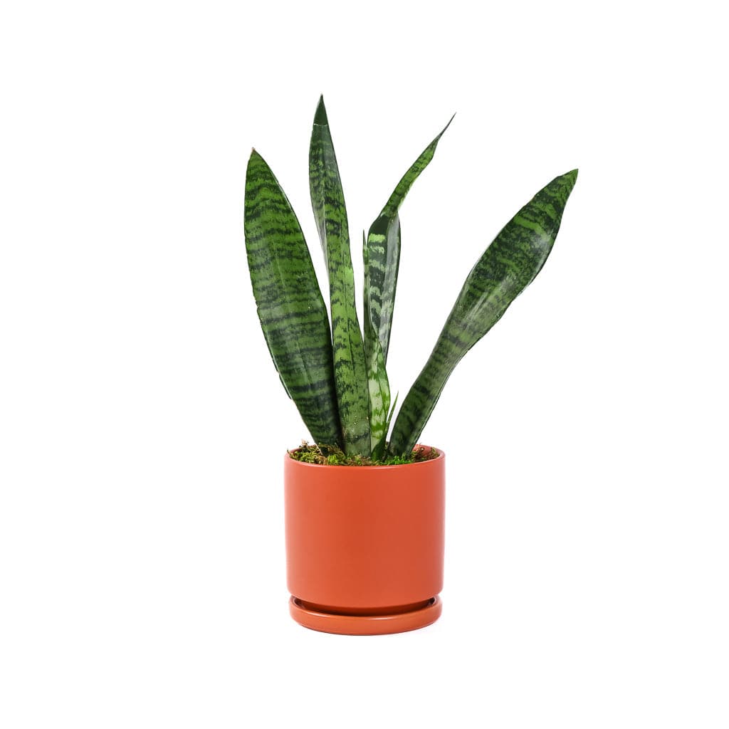 Small Gemstone Potted Snake Plant - Green Fresh Florals + Plants