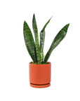 Small Gemstone Potted Snake Plant - Green Fresh Florals + Plants