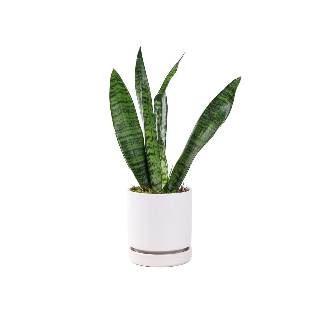 Small Gemstone Potted Snake Plant - Green Fresh Florals + Plants